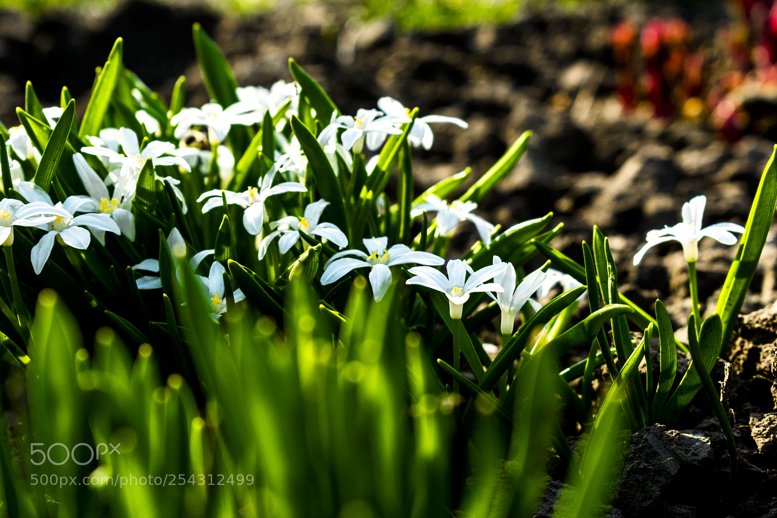 Nikon D3400 sample photo. Nature flowers photography