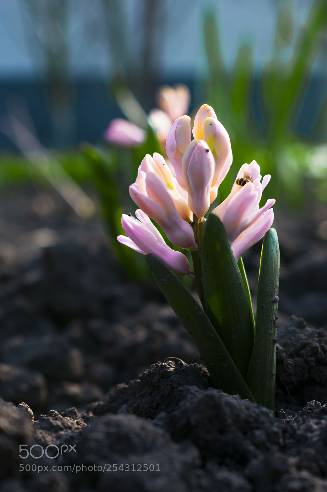Nikon D3400 sample photo. Nature flowers photography