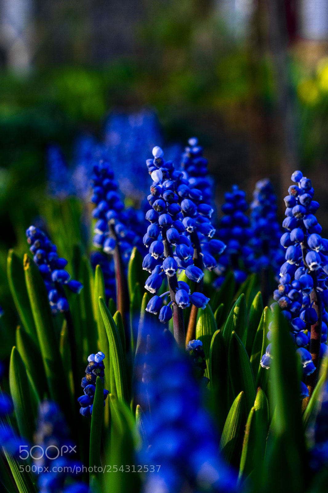 Nikon D3400 sample photo. Nature flowers photography