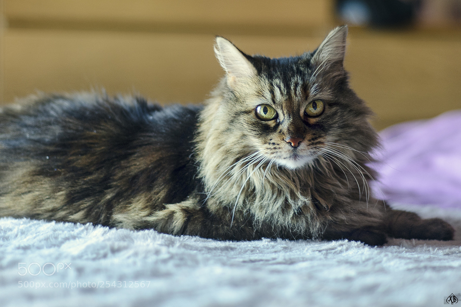 Nikon D7000 sample photo. Picking  photography