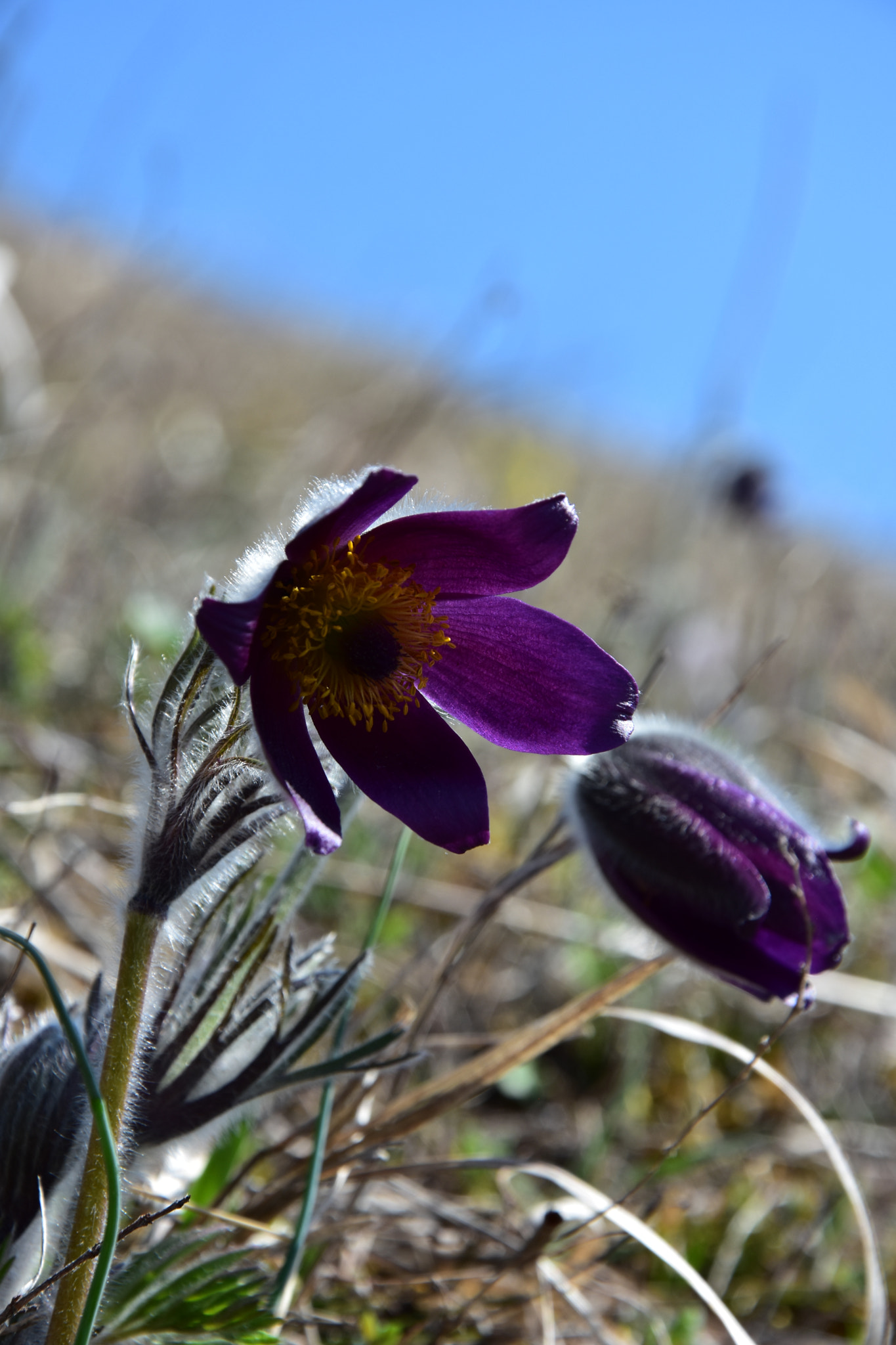 Nikon D7200 sample photo. Pulsatilla montana (lempes hill, sanpetru) photography