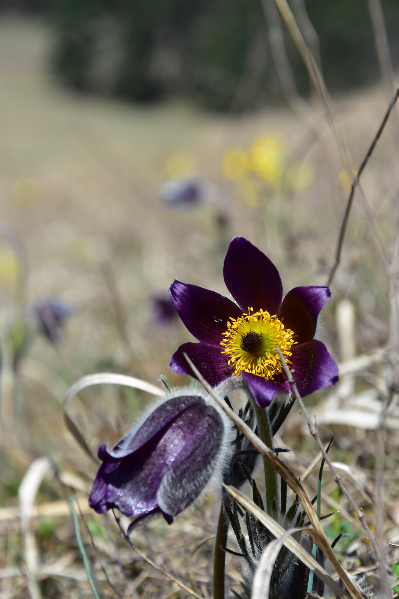 Nikon D7200 sample photo. Pulsatilla montana (lempes hill, sanpetru) photography