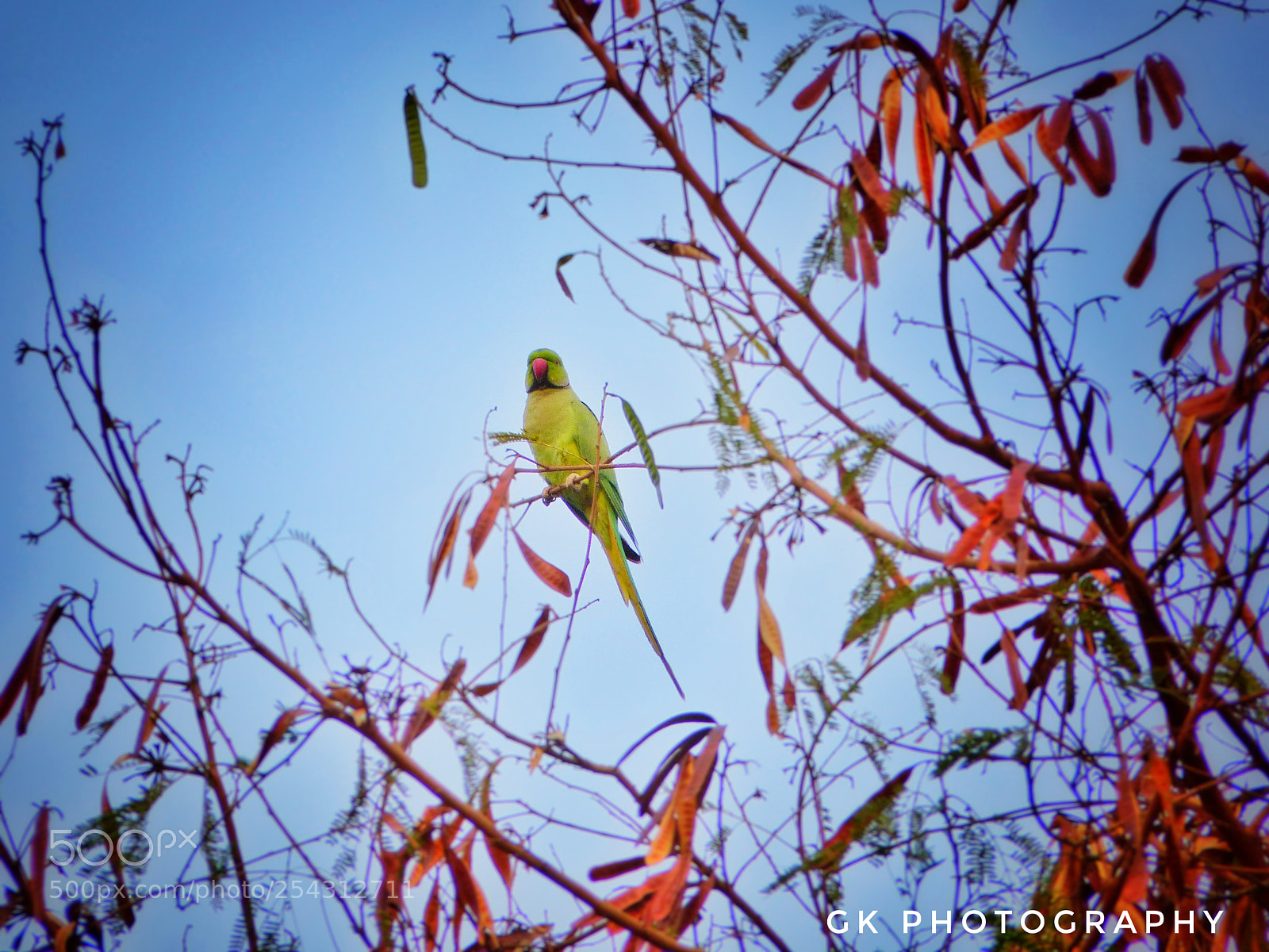 Panasonic Lumix DMC-FZ200 sample photo. Parrot photography