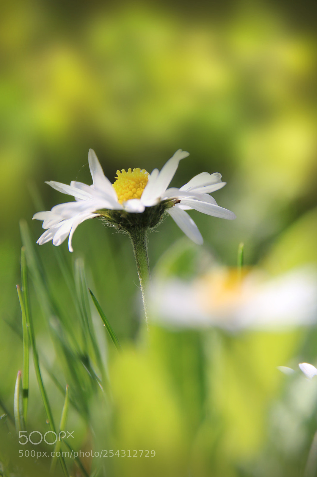 Canon EOS 750D (EOS Rebel T6i / EOS Kiss X8i) sample photo. Daisy photography