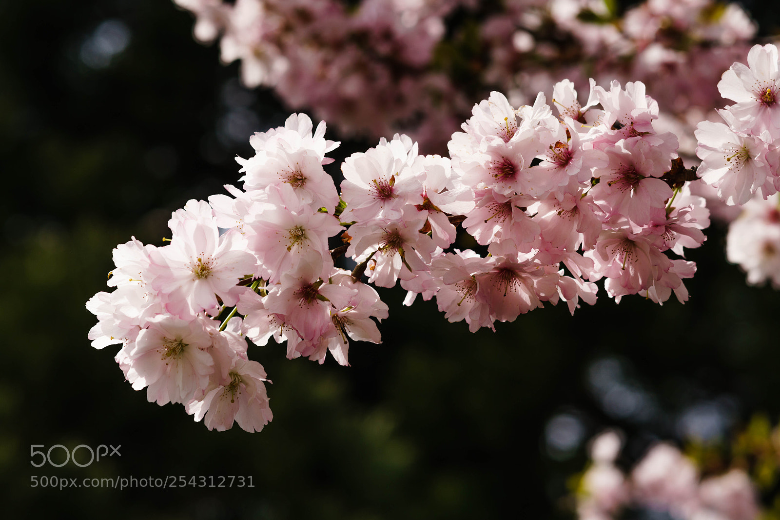 Sony a6300 sample photo. Springtime iv photography