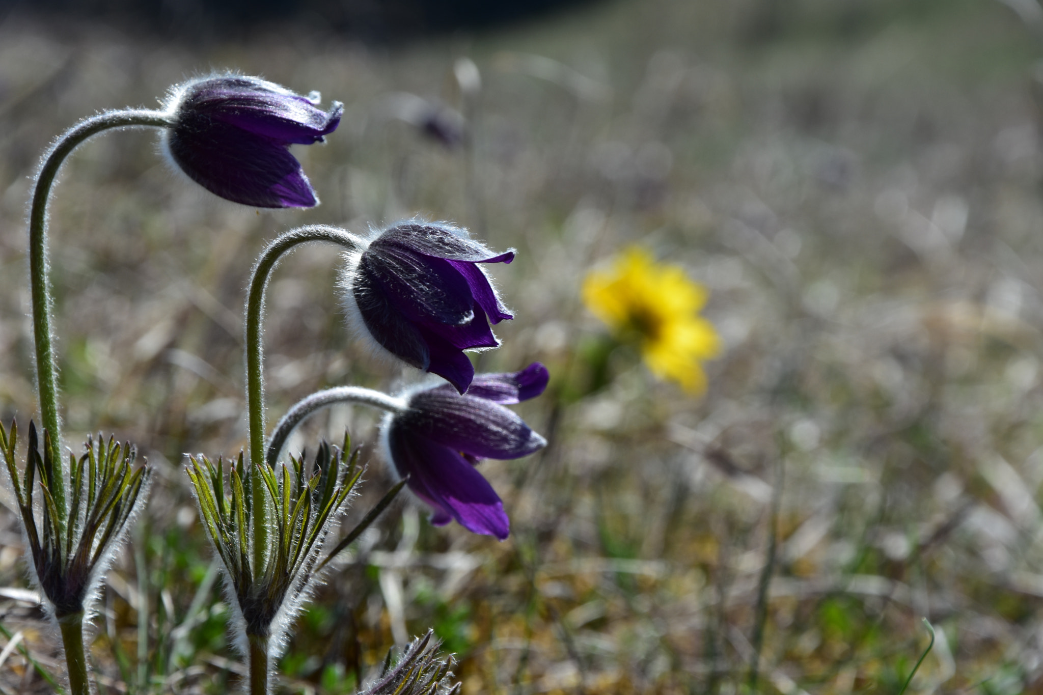 Nikon D7200 sample photo. Pulsatilla montana (lempes hill, sanpetru) photography