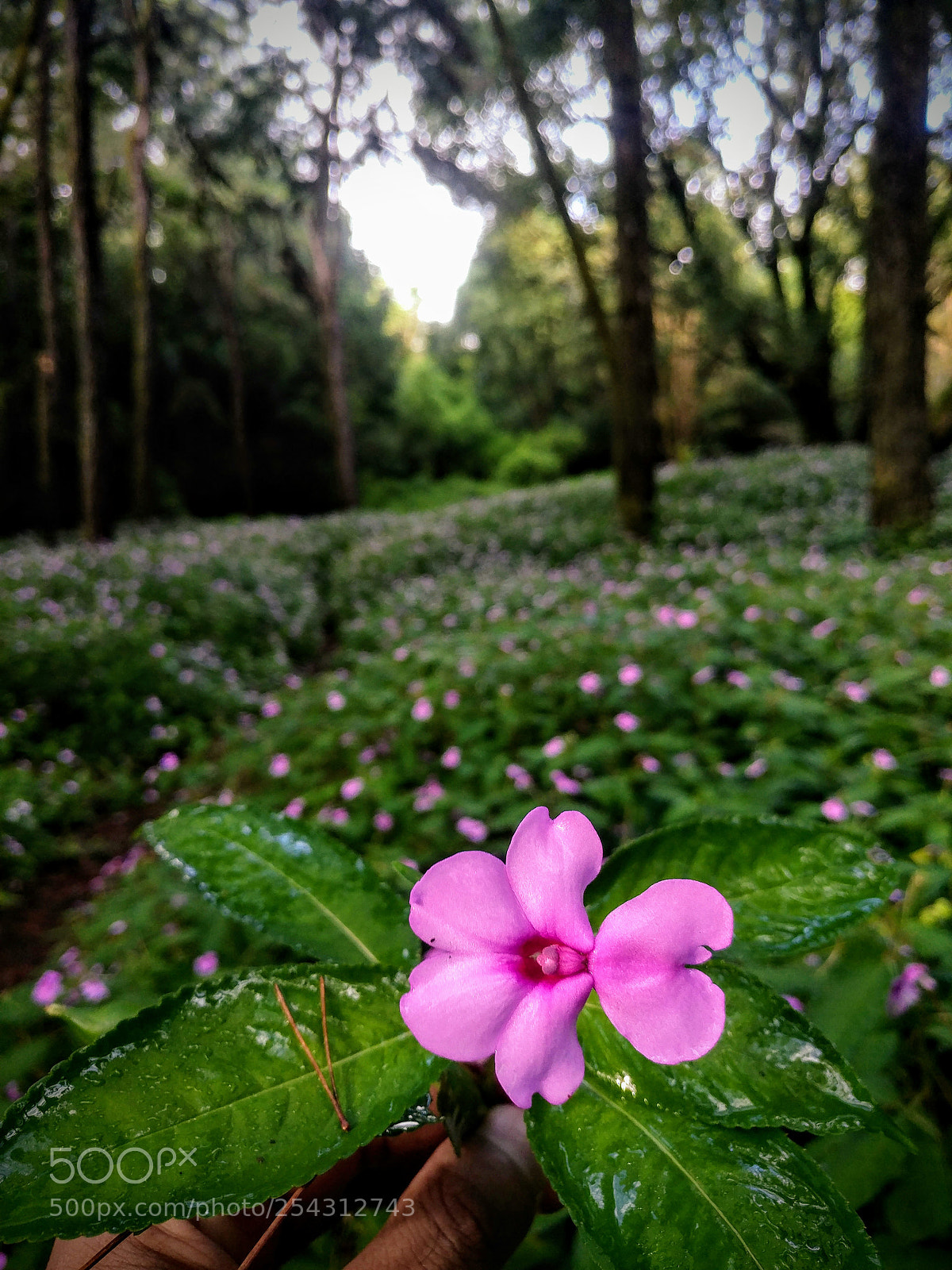 LG V20 sample photo. Secret get away photography