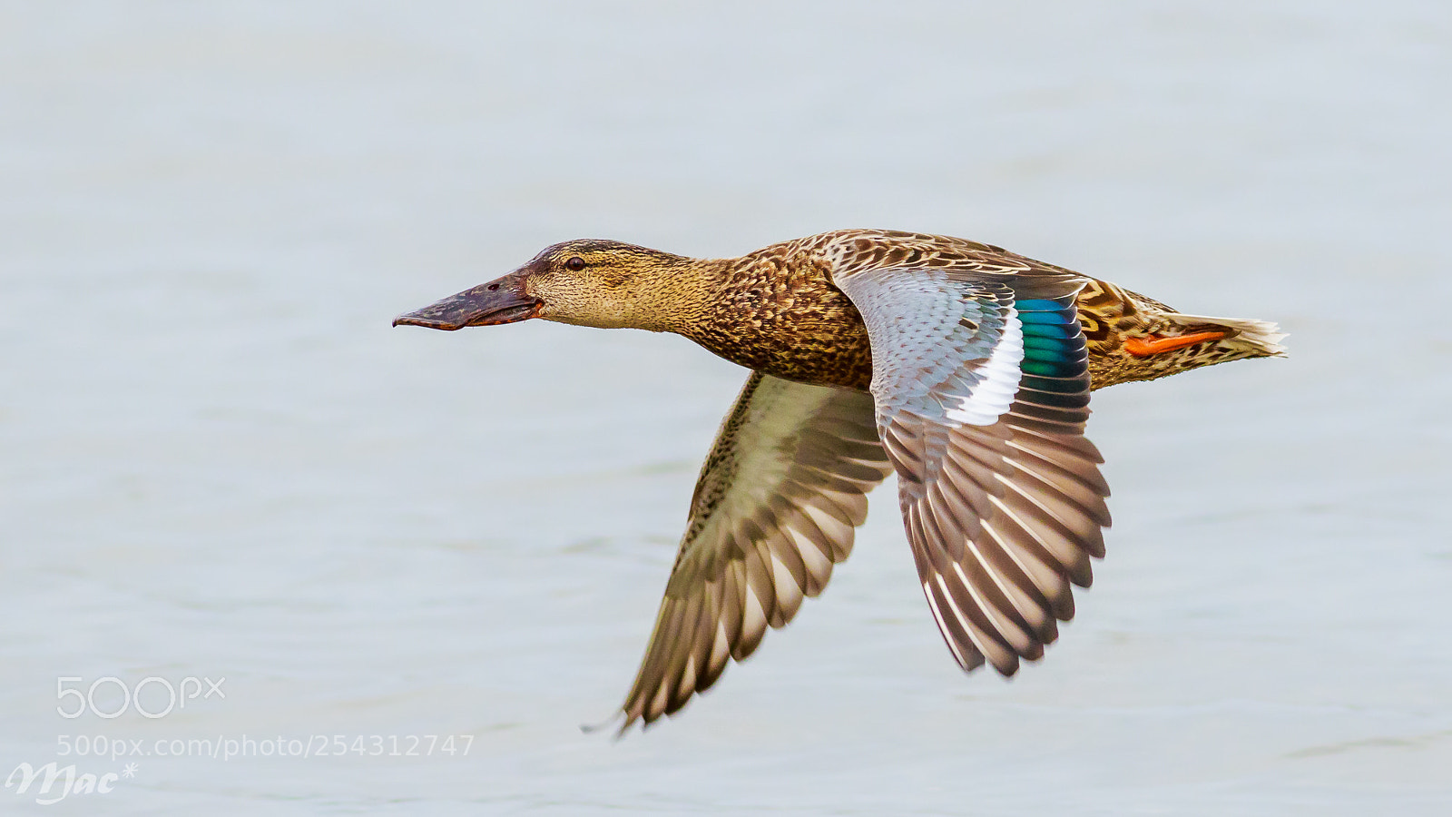 Canon EOS 7D Mark II sample photo. Female northern shoveler photography