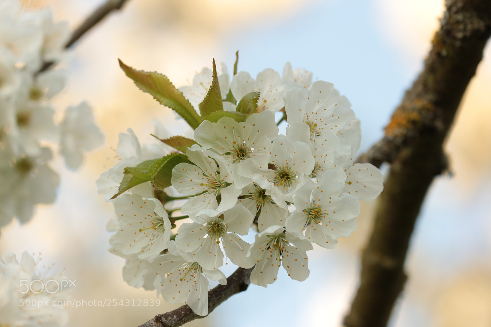 Canon EOS 700D (EOS Rebel T5i / EOS Kiss X7i) sample photo. Kirschblüten die zweite photography