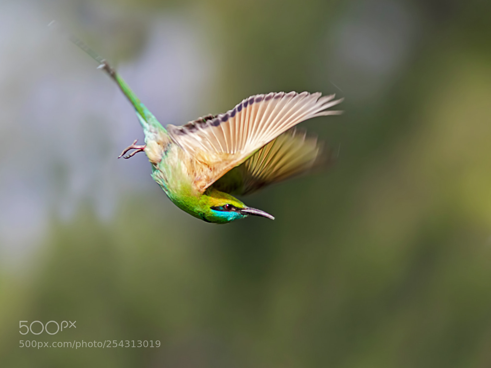 Canon EOS 7D Mark II sample photo. Green bee eater photography