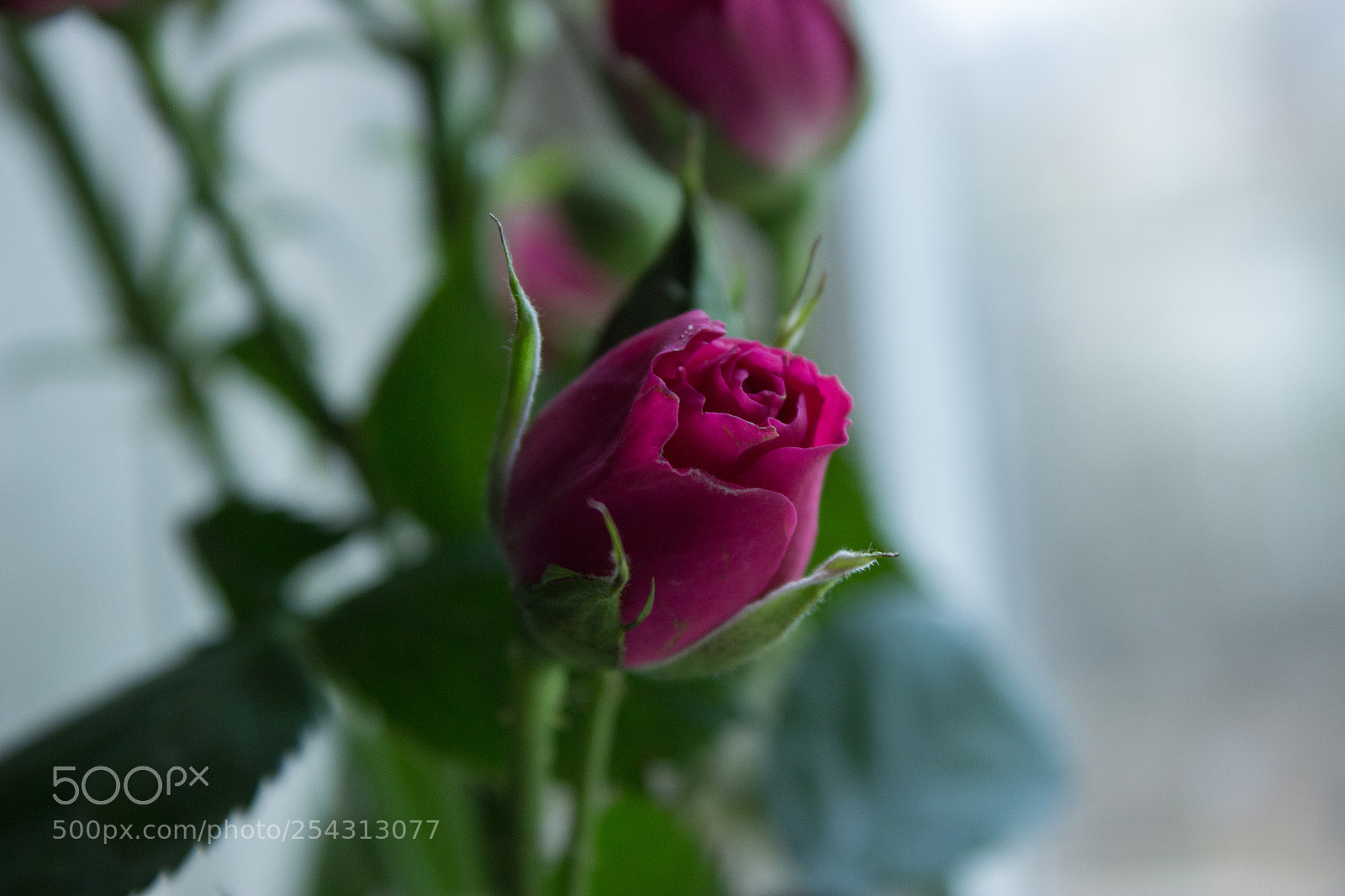 Canon EOS 600D (Rebel EOS T3i / EOS Kiss X5) sample photo. Crimson red rose photography