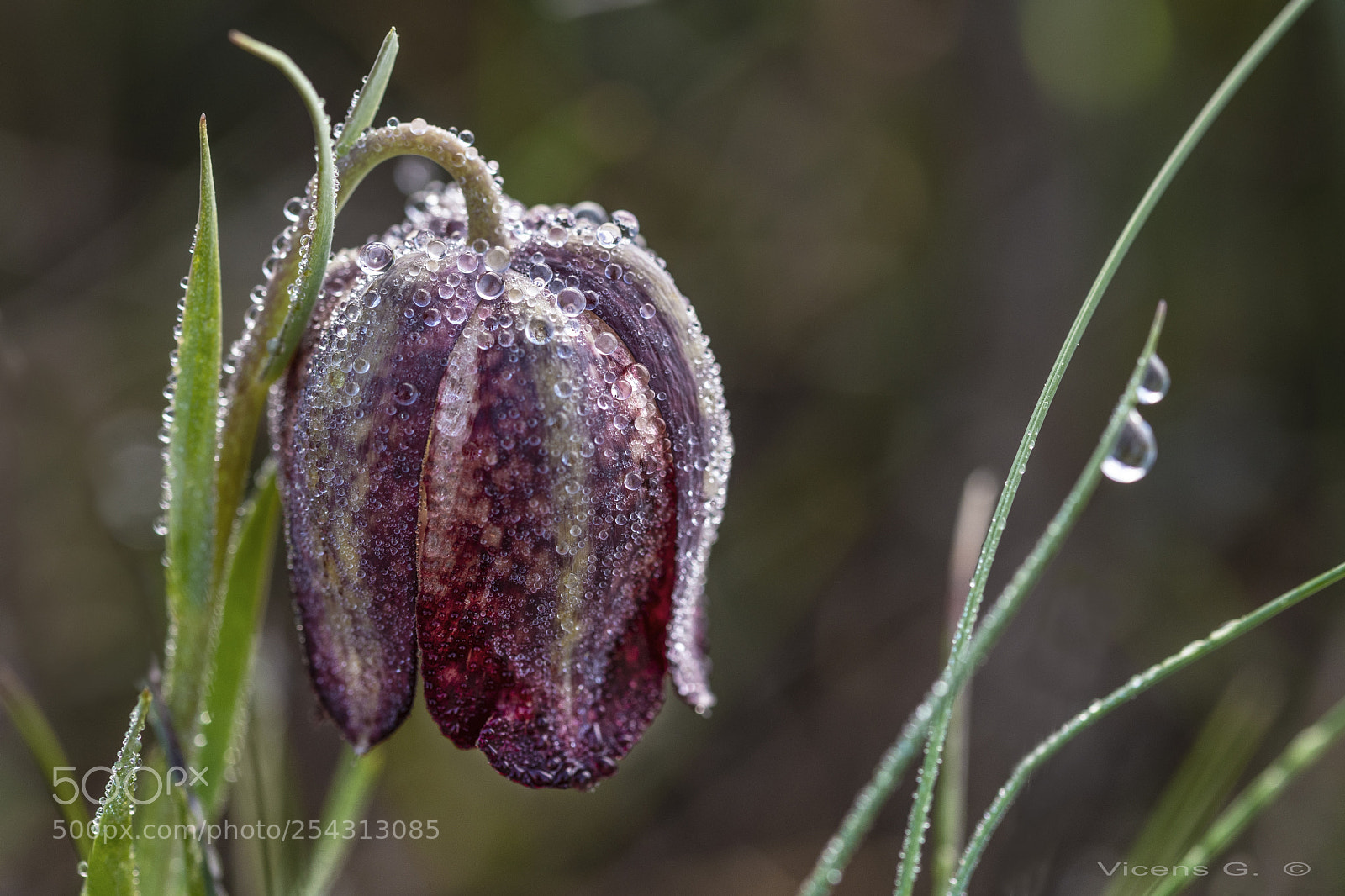 Nikon D7500 sample photo. Daa_0324-2.jpg photography