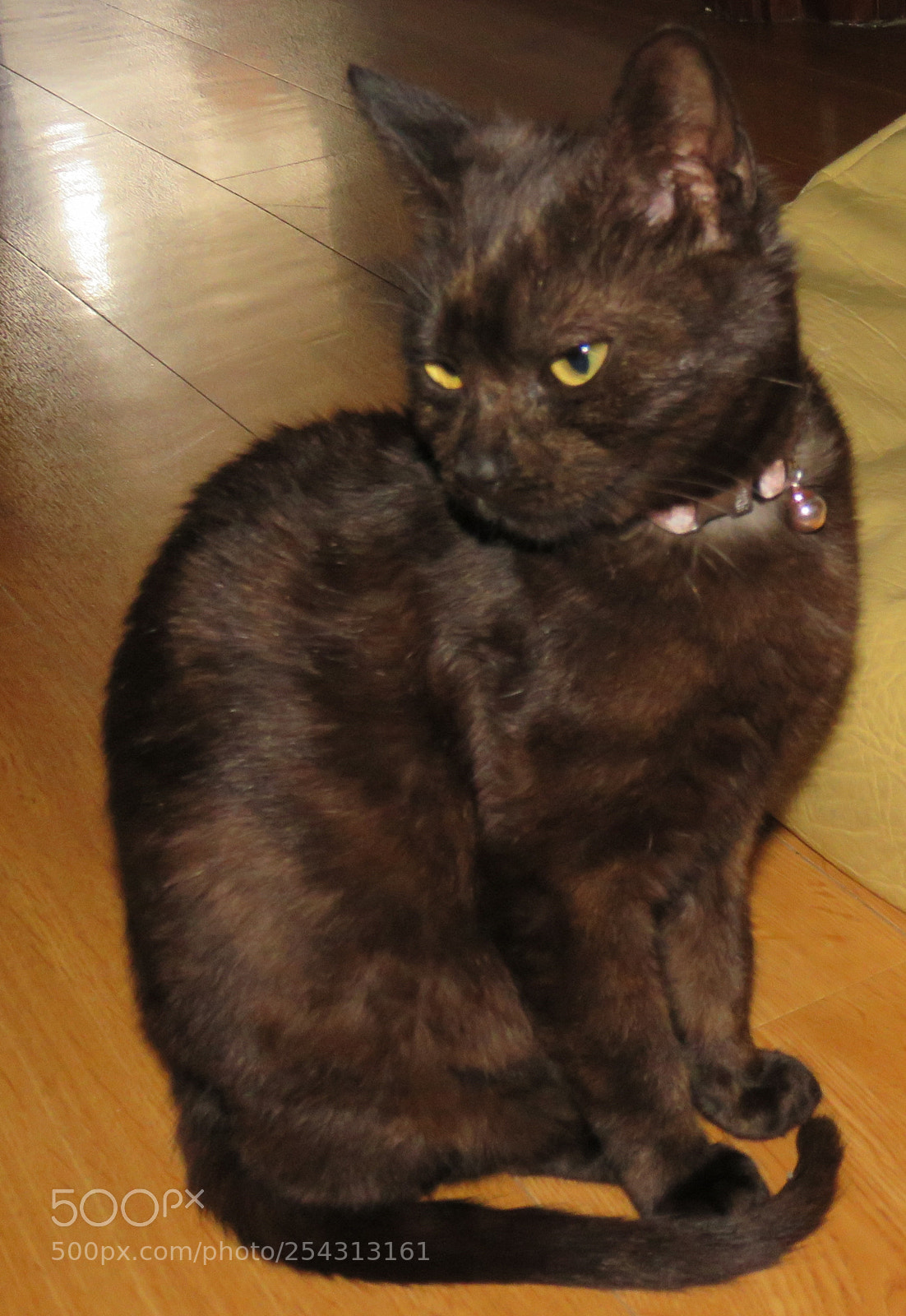 Canon PowerShot SX60 HS sample photo. Felina em perfil photography