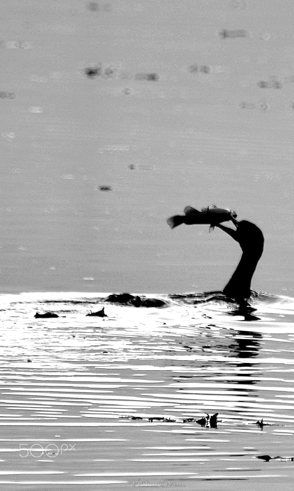 Nikon D7100 sample photo. Silhouette photography