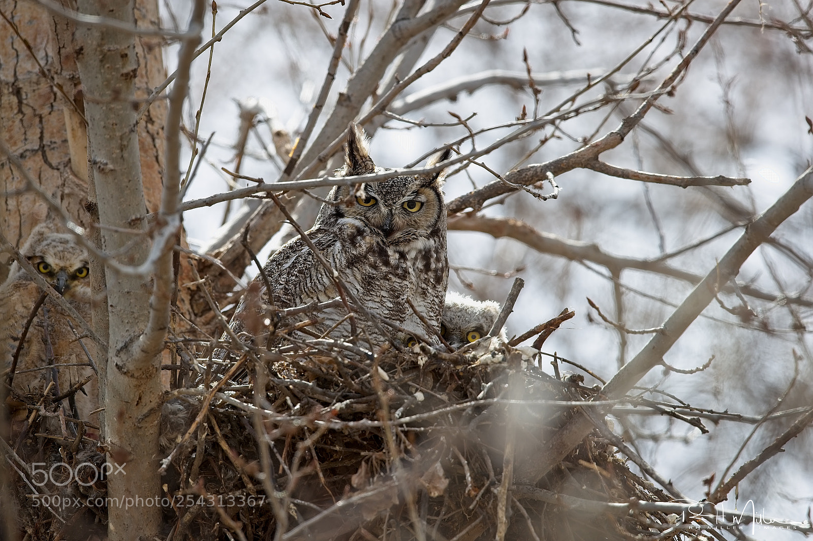Canon EOS-1D X Mark II sample photo. How many owls? photography