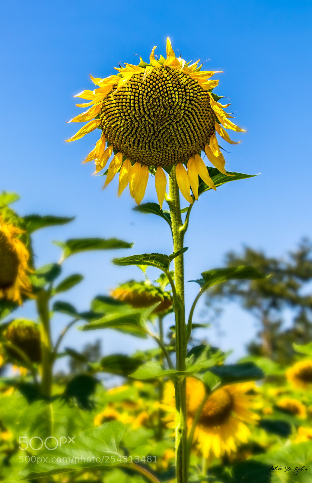 Canon EOS 77D (EOS 9000D / EOS 770D) sample photo. Girasoli photography