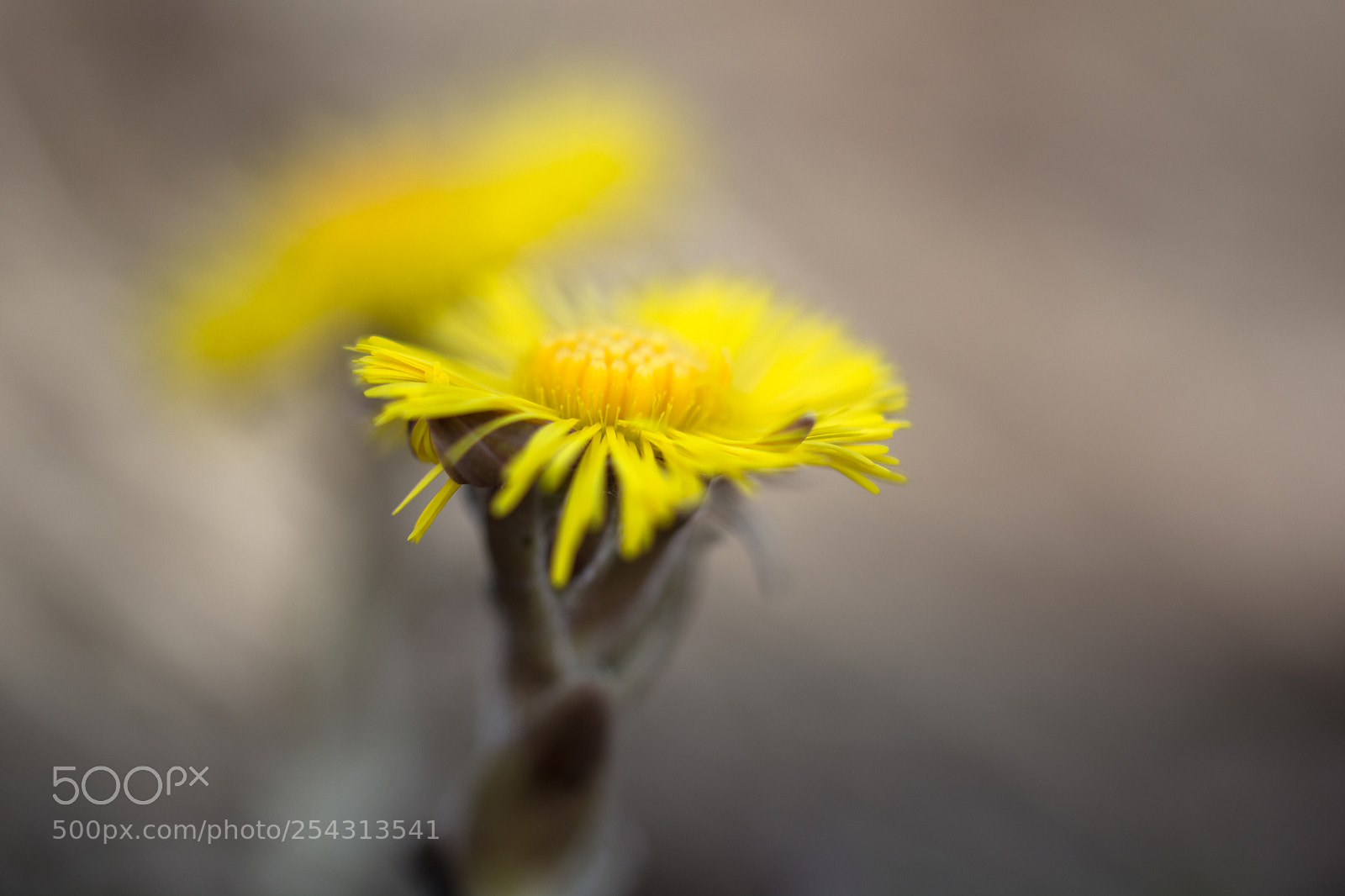 Nikon D7100 sample photo. Springtime photography