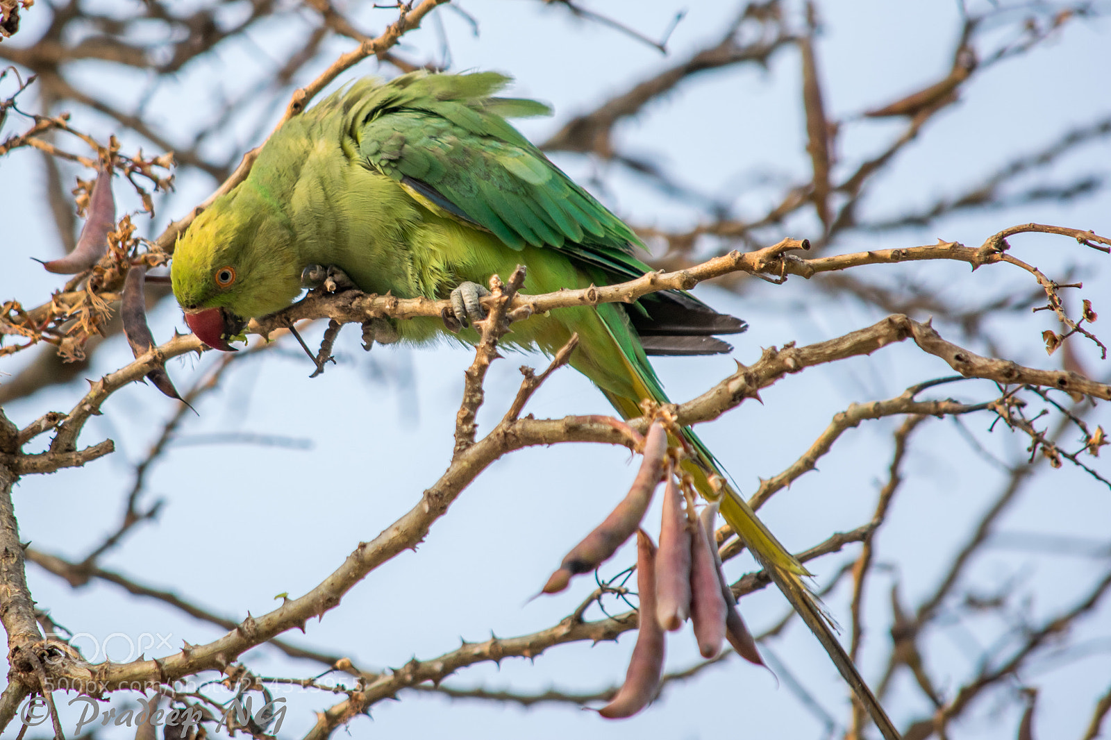 Nikon D3300 sample photo. Rose ringed parakeet photography