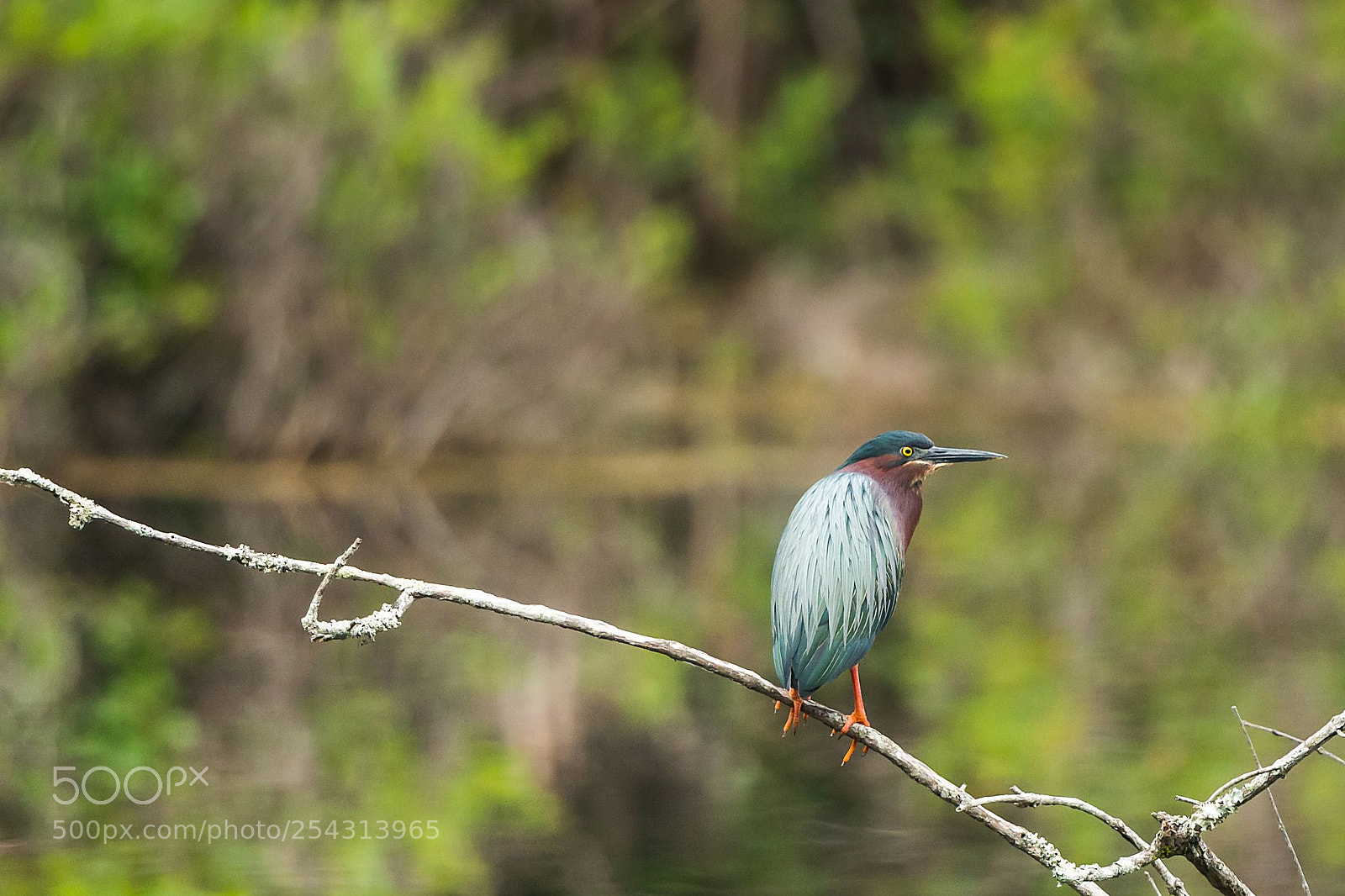 Nikon D800 sample photo. Green heron | butorides virescens photography
