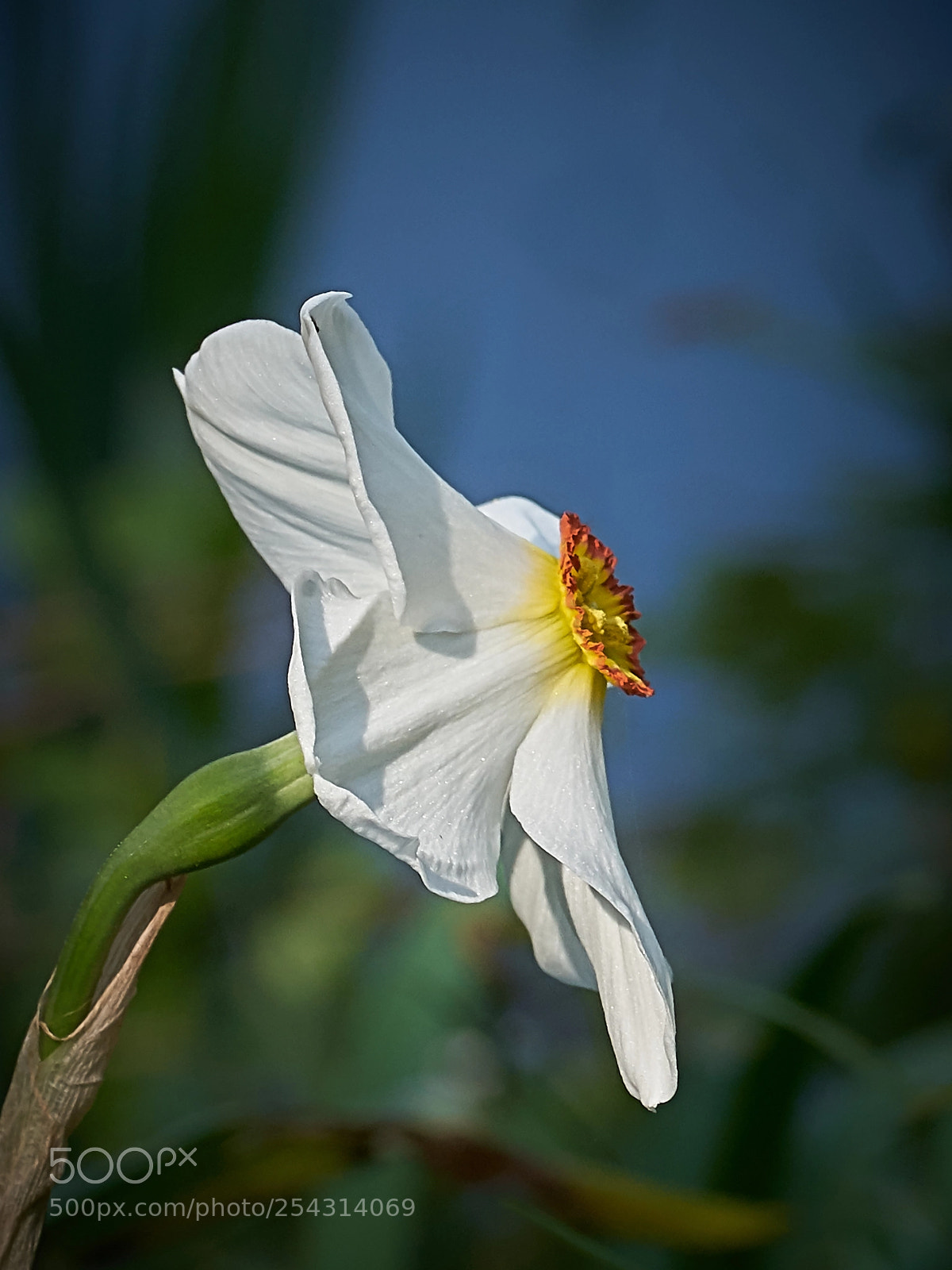 Sony ILCA-77M2 sample photo. ... photography