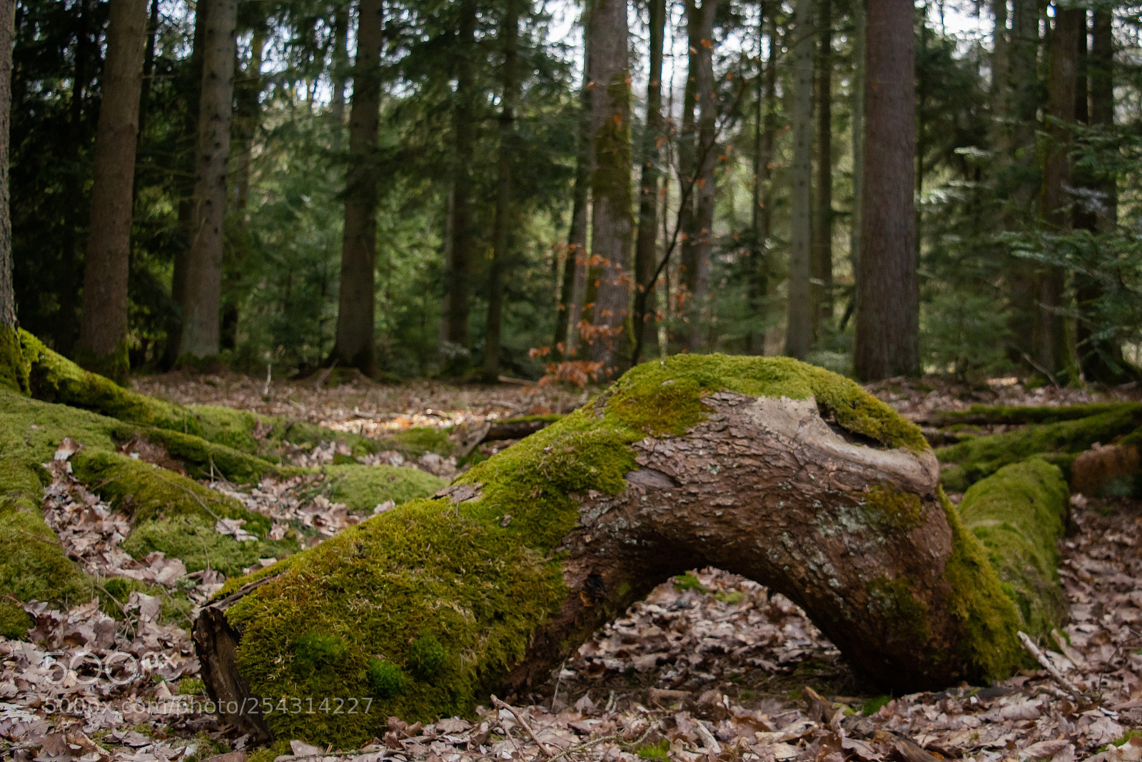 Nikon D7100 sample photo. Covered in nature photography
