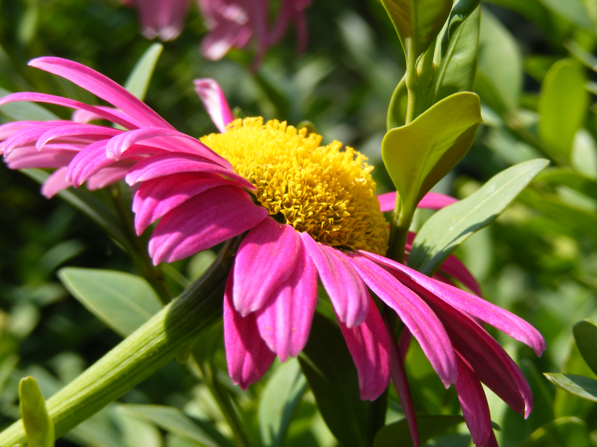 Fujifilm FinePix S5700 S700 sample photo. Pink flower photography