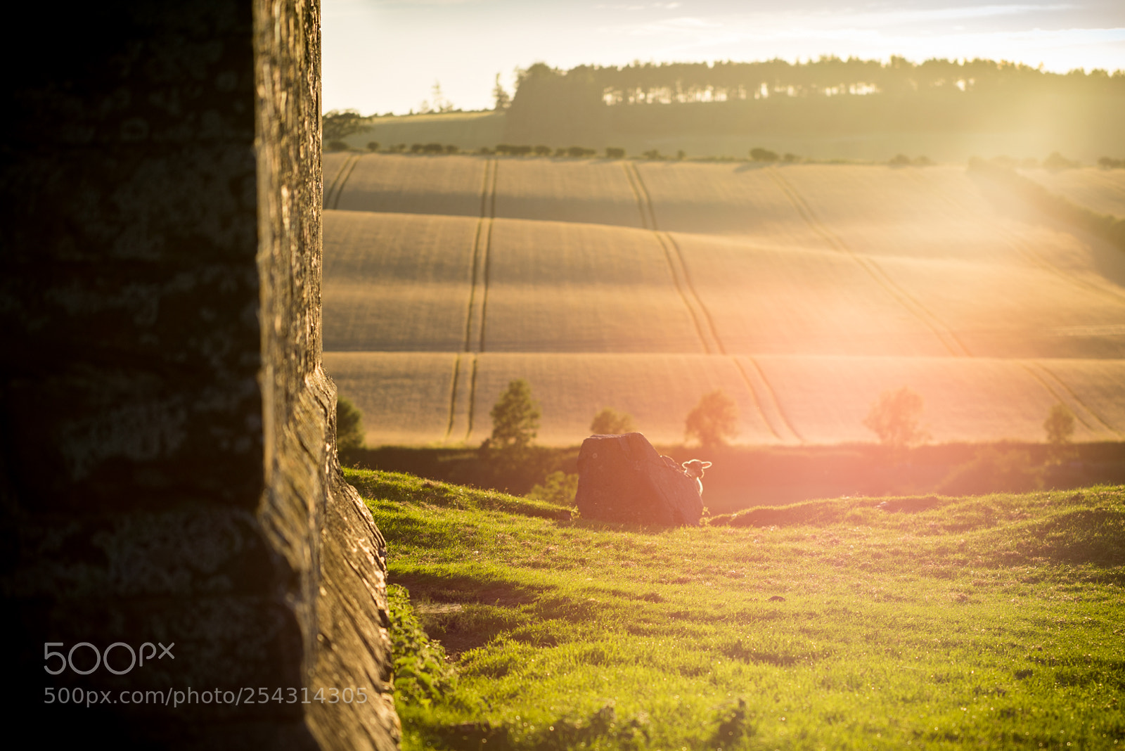 Sony a7R sample photo. Have ewe any wool? photography