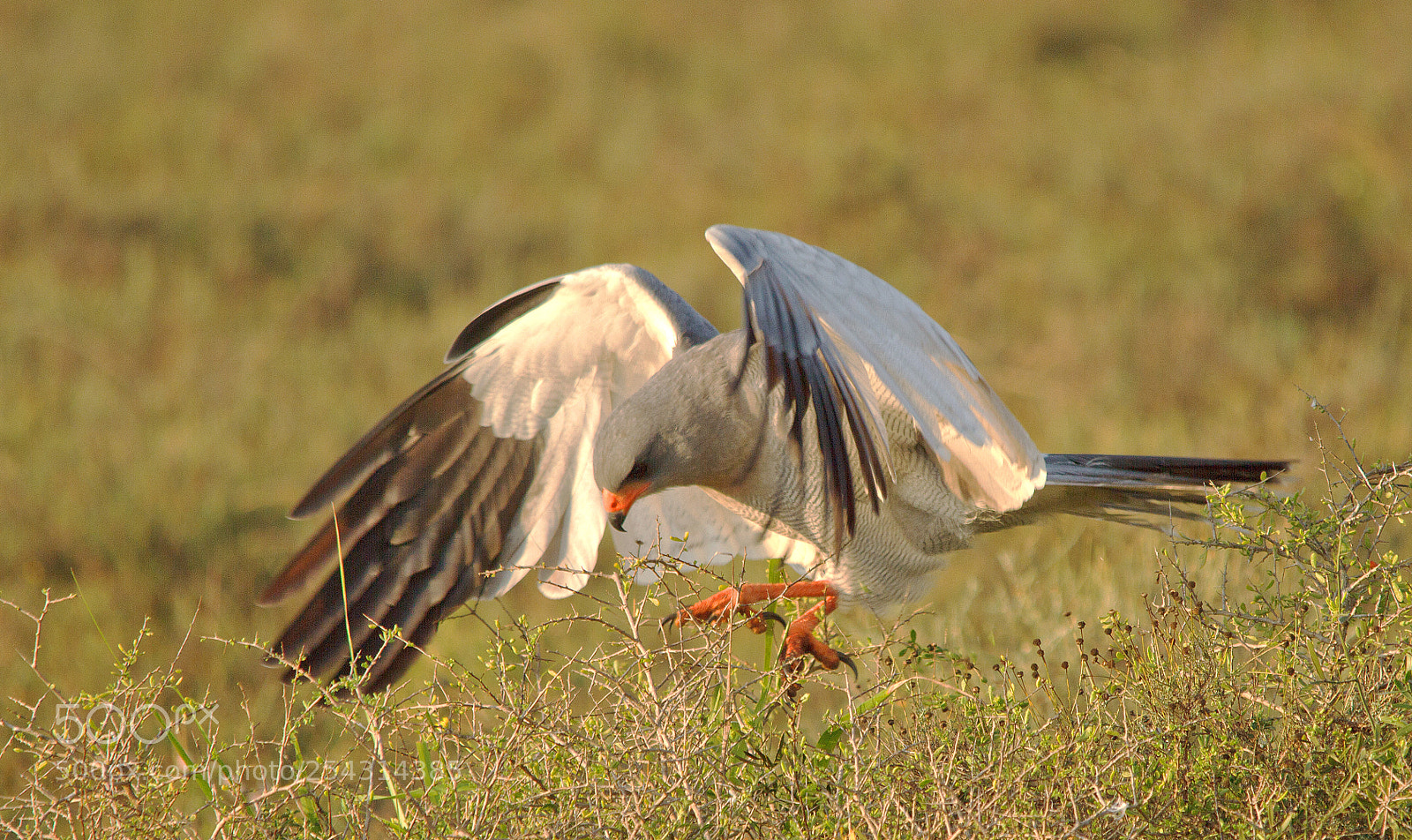 Canon EOS 7D sample photo. Addo elephant park photography