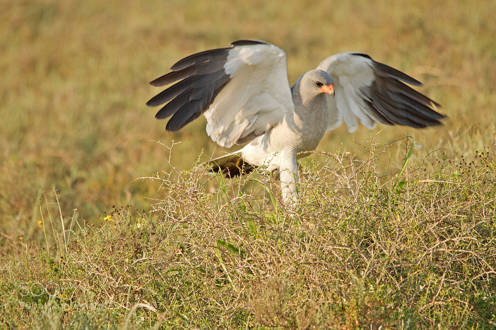 Canon EOS 7D sample photo. Addo elephant park photography