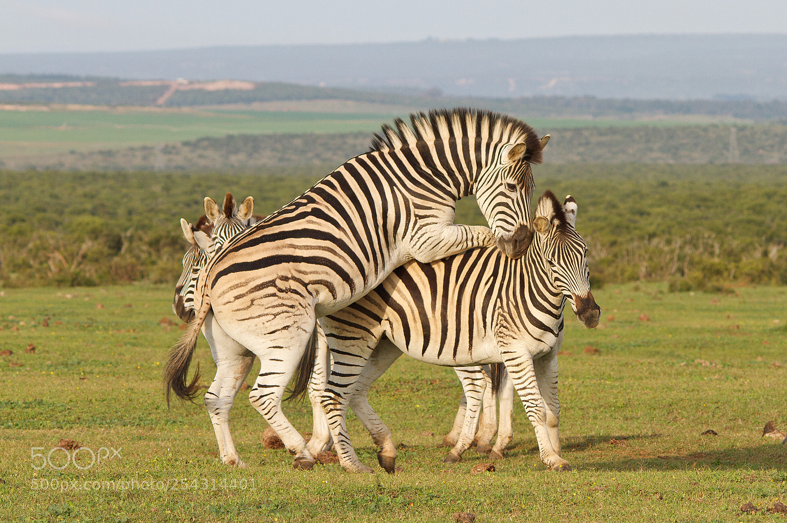Canon EOS 7D sample photo. Addo elephant park photography