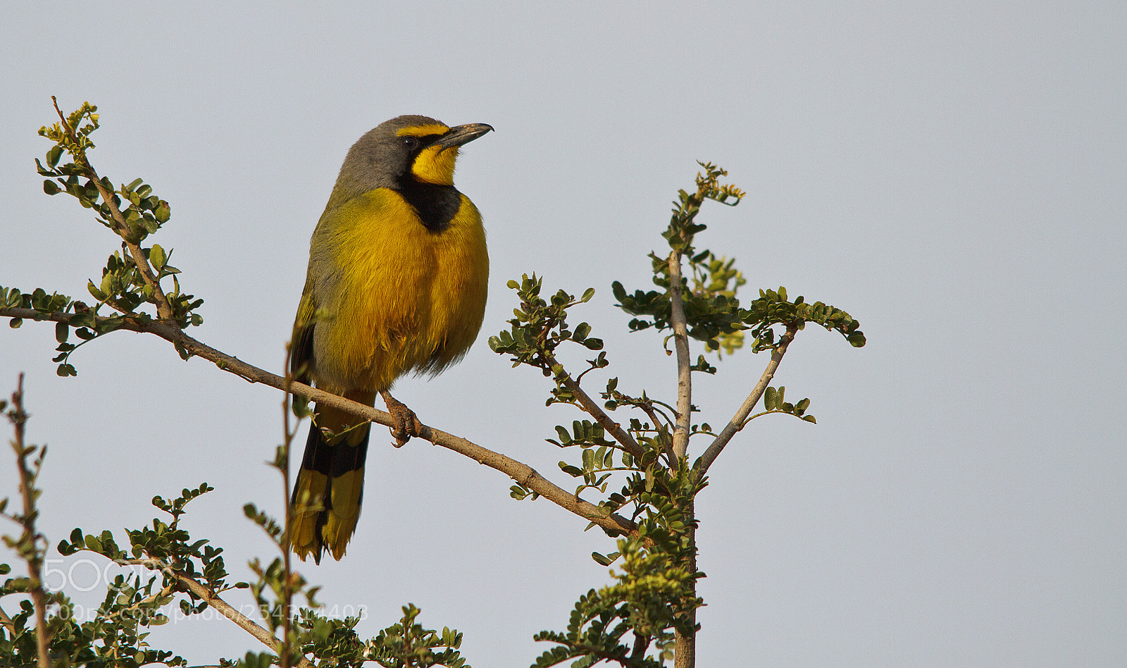 Canon EOS 7D sample photo. Addo elephant park photography