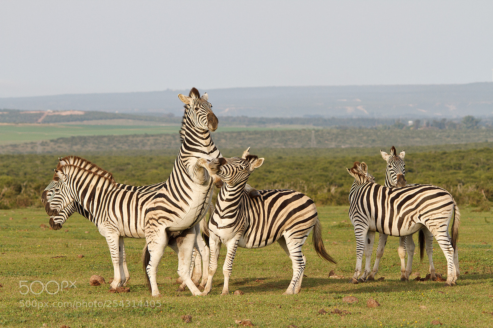 Canon EOS 7D sample photo. Addo elephant park photography