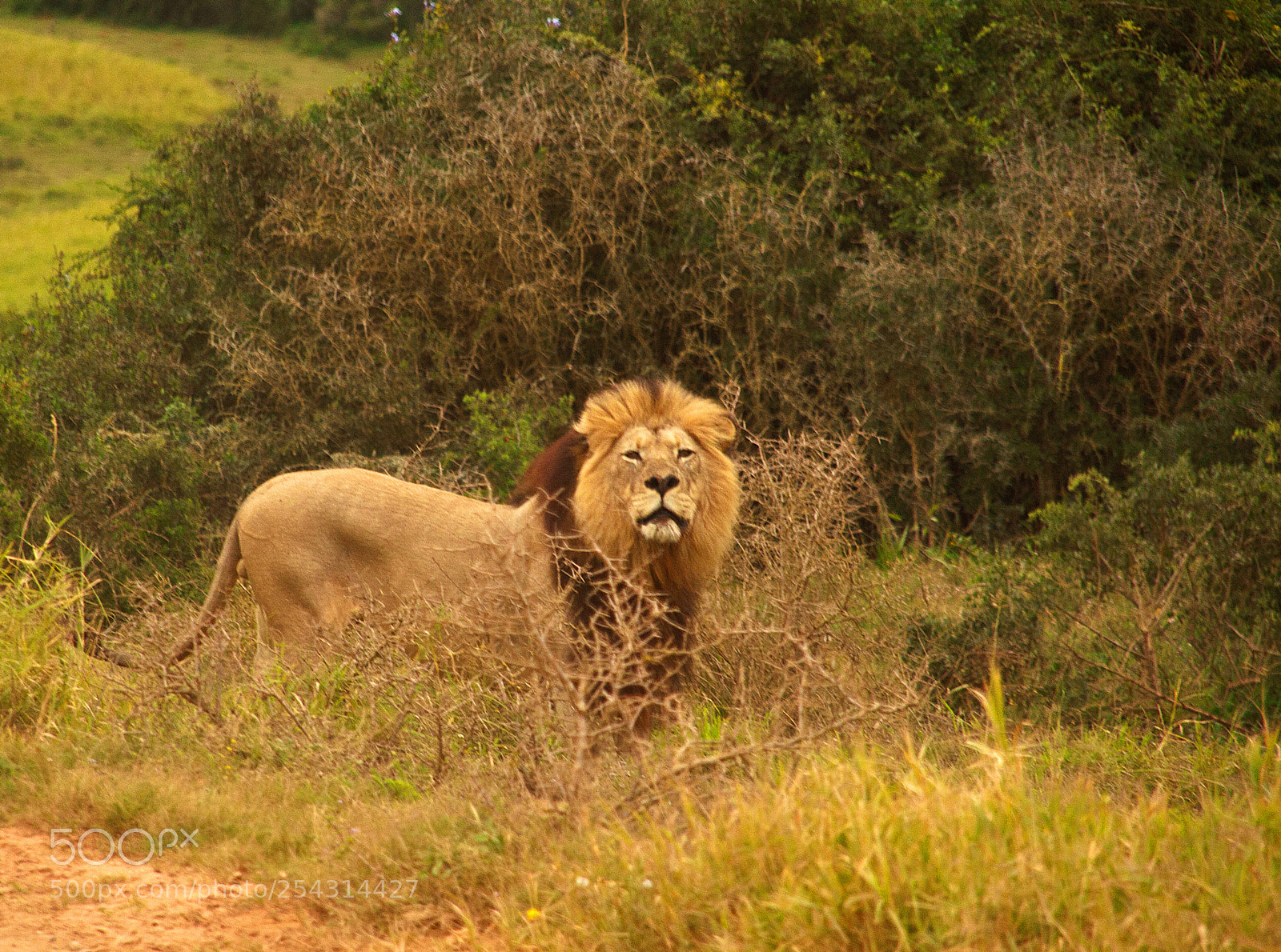 Canon EOS 450D (EOS Rebel XSi / EOS Kiss X2) sample photo. Addo elephant park photography