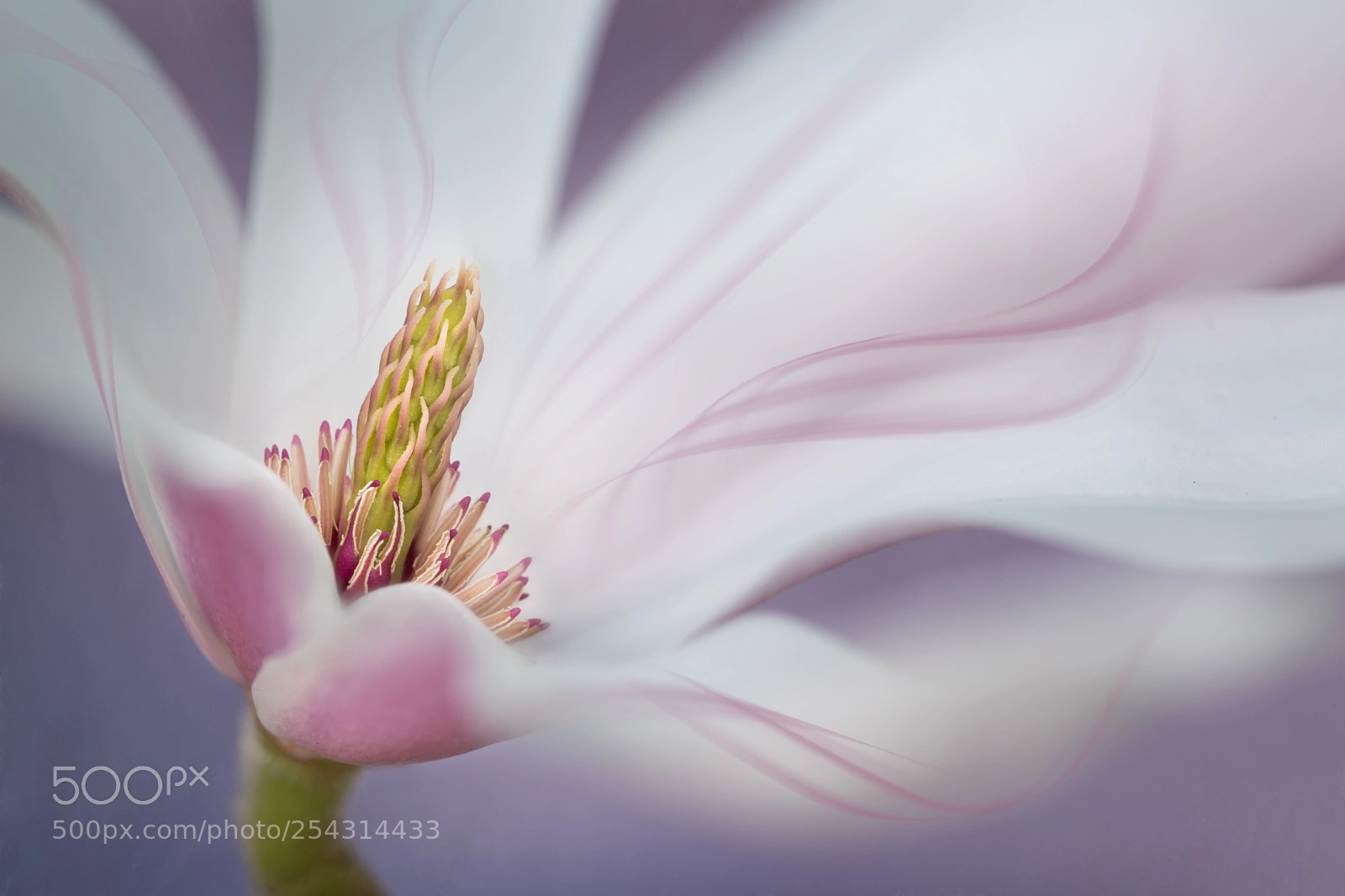 Canon EOS 5D Mark IV sample photo. Magnolia photography