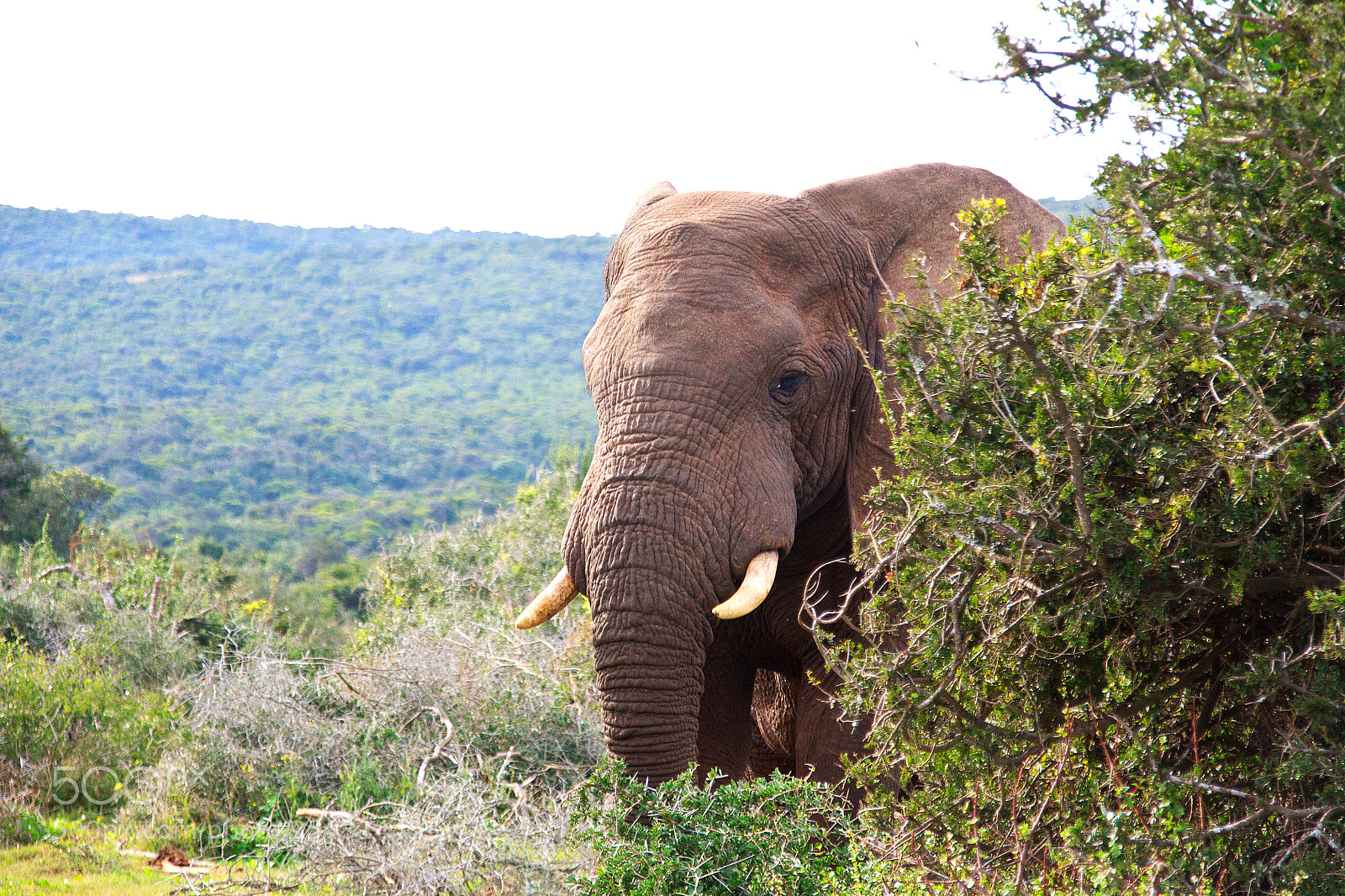 Canon EOS 450D (EOS Rebel XSi / EOS Kiss X2) sample photo. Addo elephant park photography