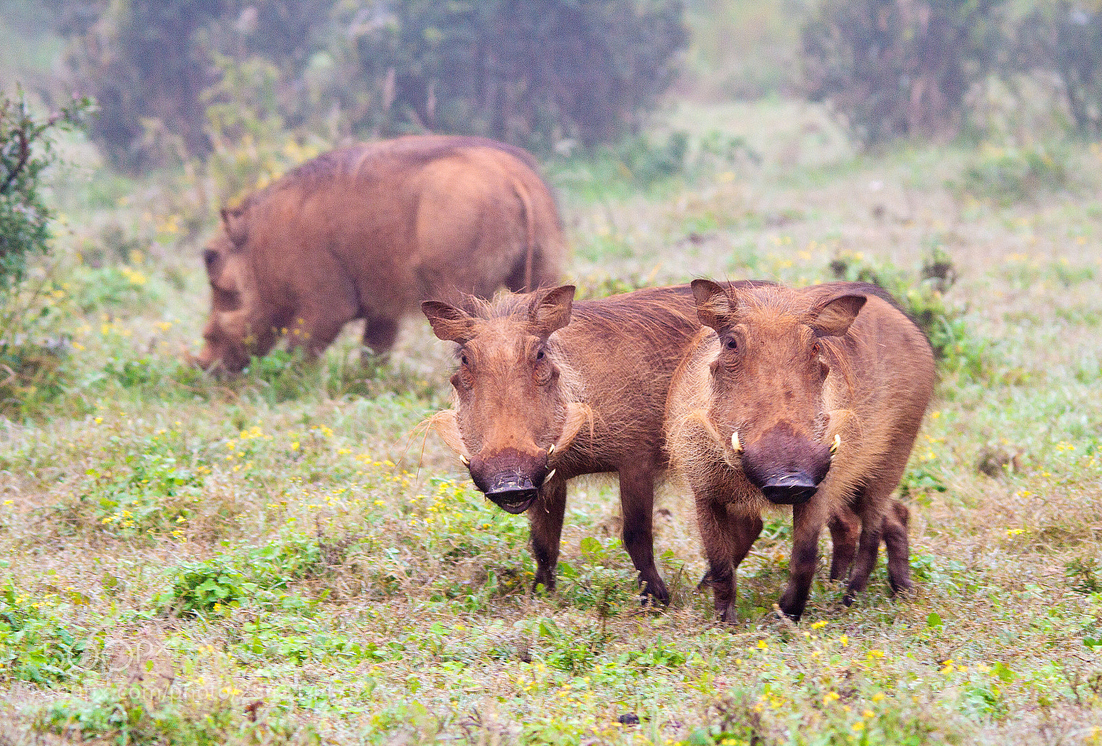 Canon EOS 7D sample photo. Addo elephant park photography