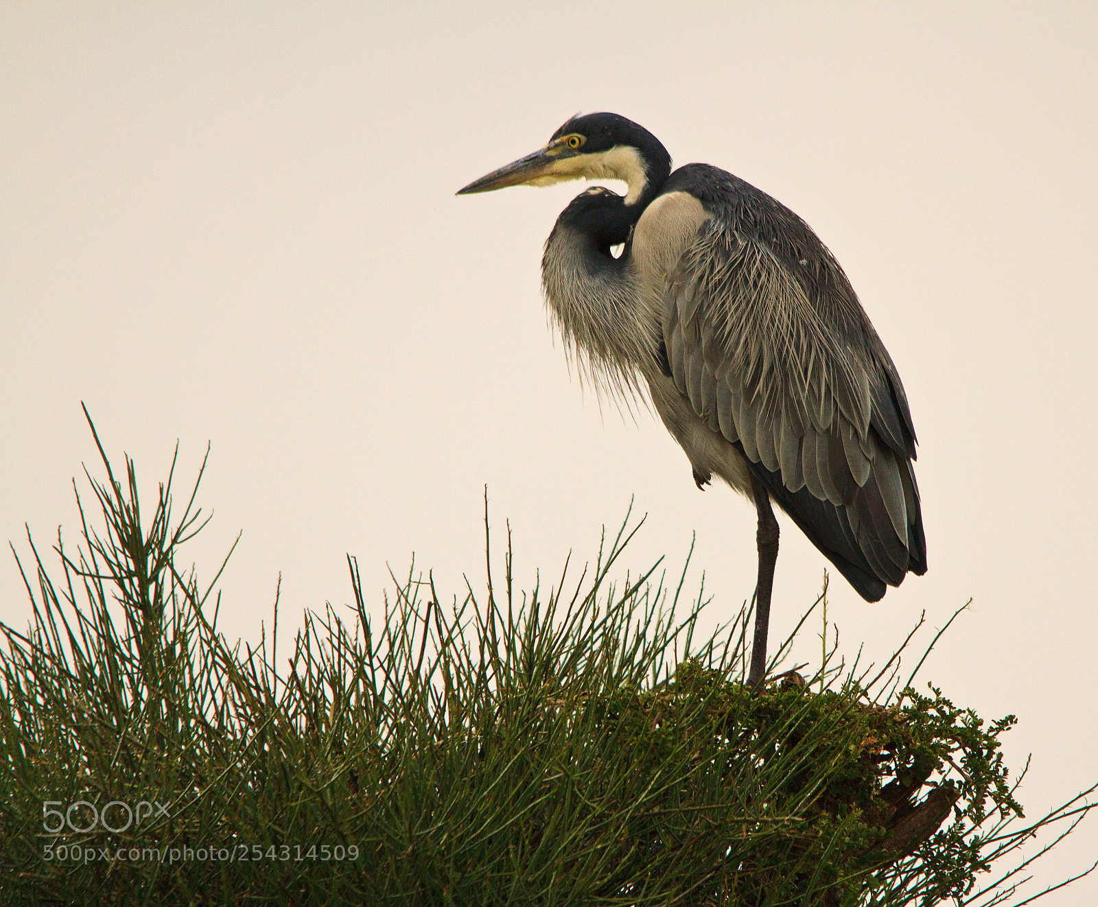 Canon EOS 7D sample photo. Addo elephant park photography