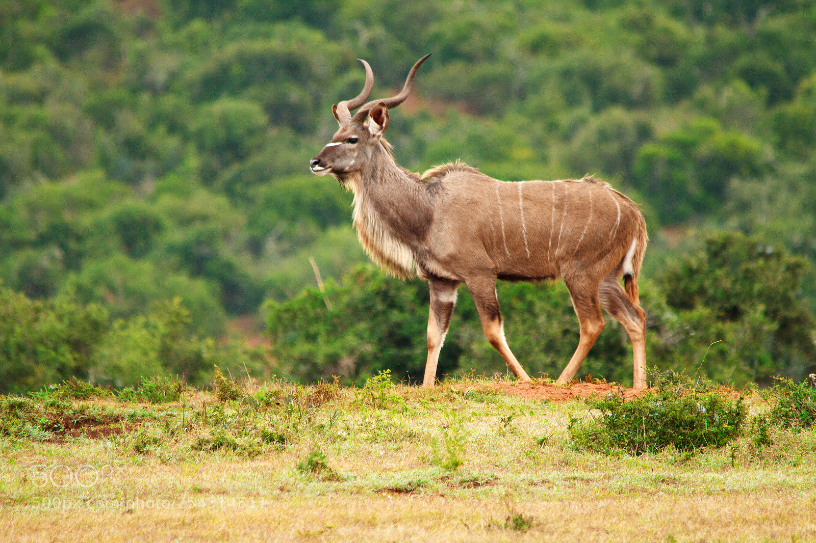 Canon EOS 7D sample photo. Addo elephant park photography