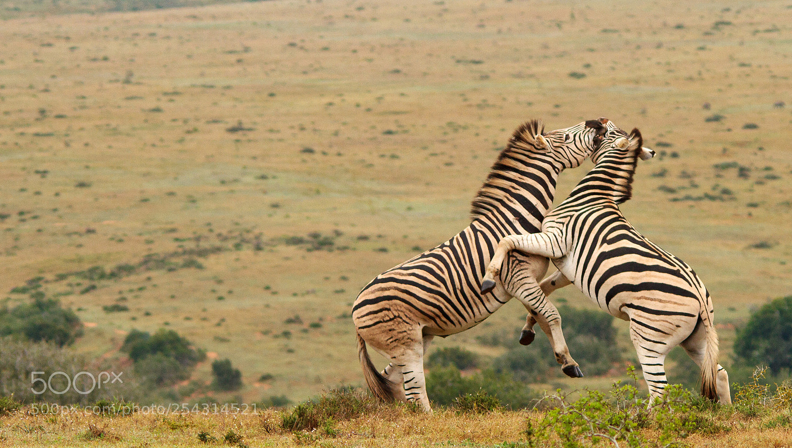 Canon EOS 7D sample photo. Addo elephant park photography