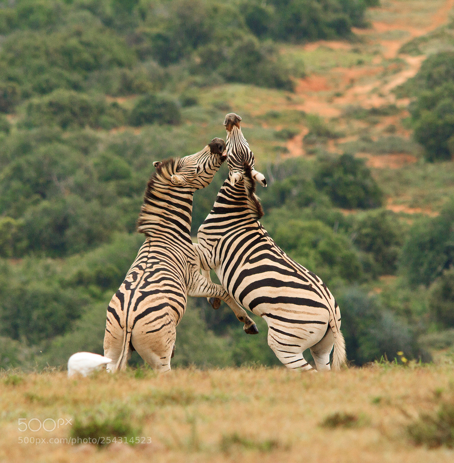 Canon EOS 7D sample photo. Addo elephant park photography