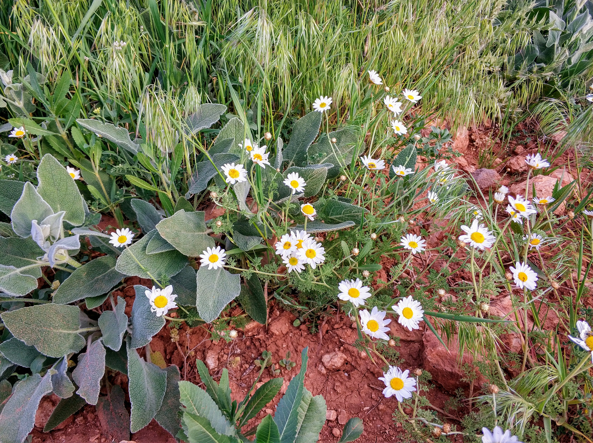 Xiaomi Mi Note 3 sample photo