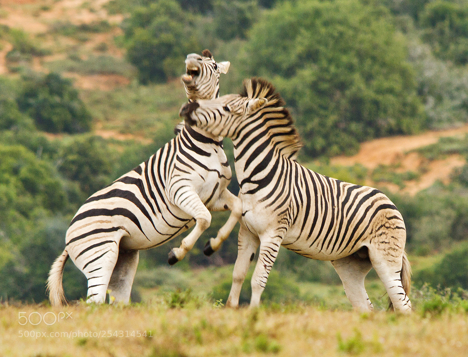 Canon EOS 7D sample photo. Addo elephant park photography