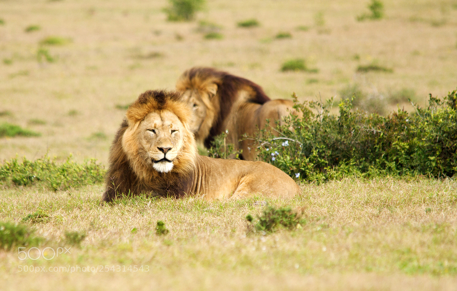 Canon EOS 7D sample photo. Addo elephant park photography