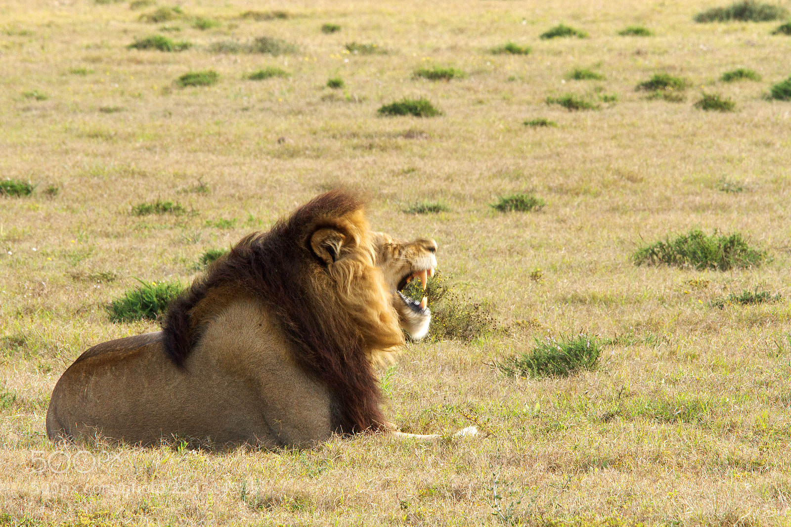 Canon EOS 7D sample photo. Addo elephant park photography