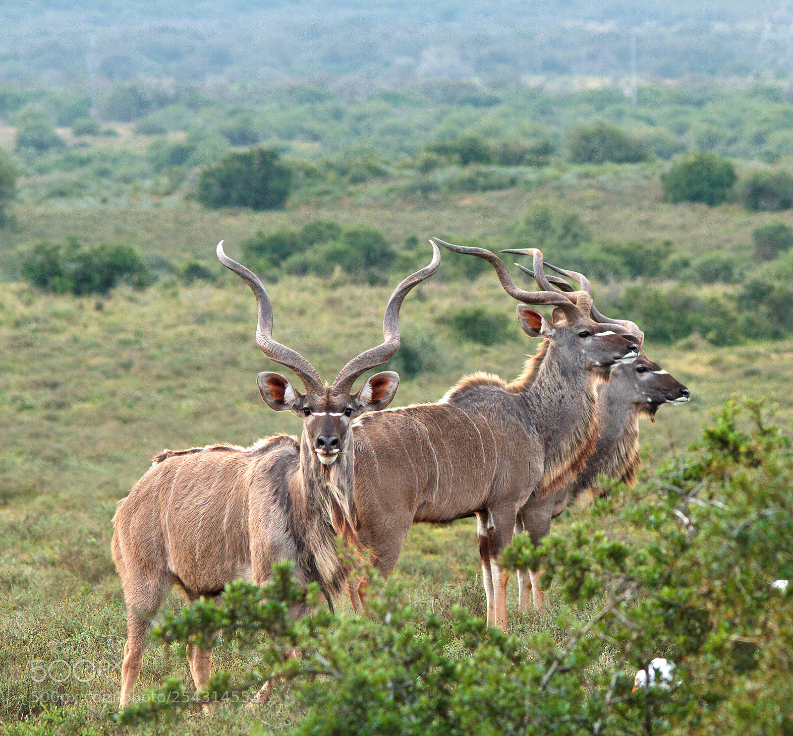 Canon EOS 7D sample photo. Addo elephant park photography