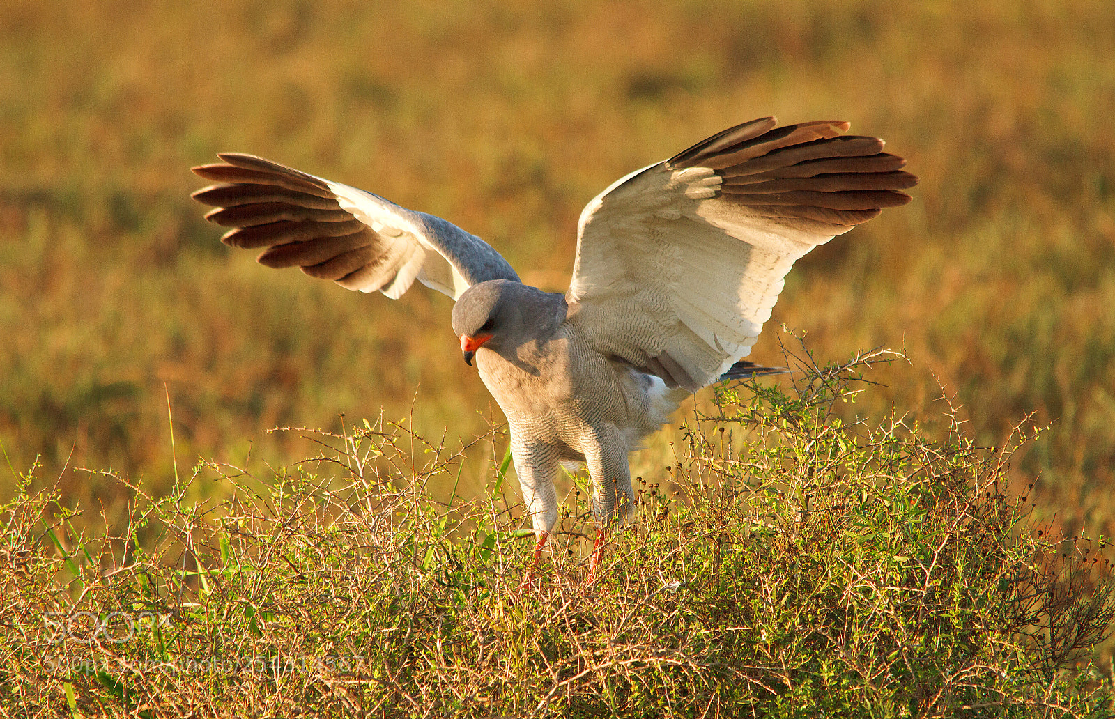 Canon EOS 7D sample photo. Addo elephant park photography