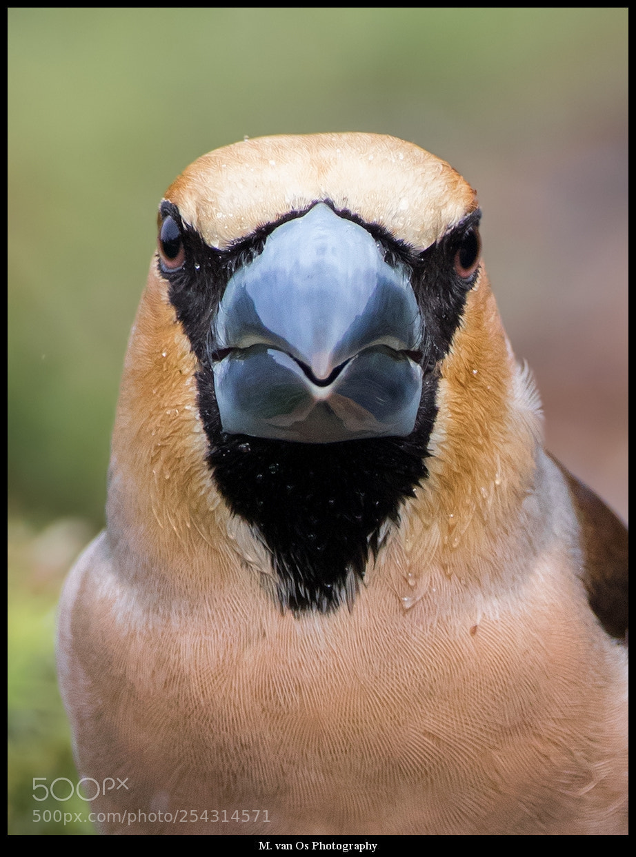 Canon EOS 7D Mark II sample photo. Hawfinch / appelvink. photography