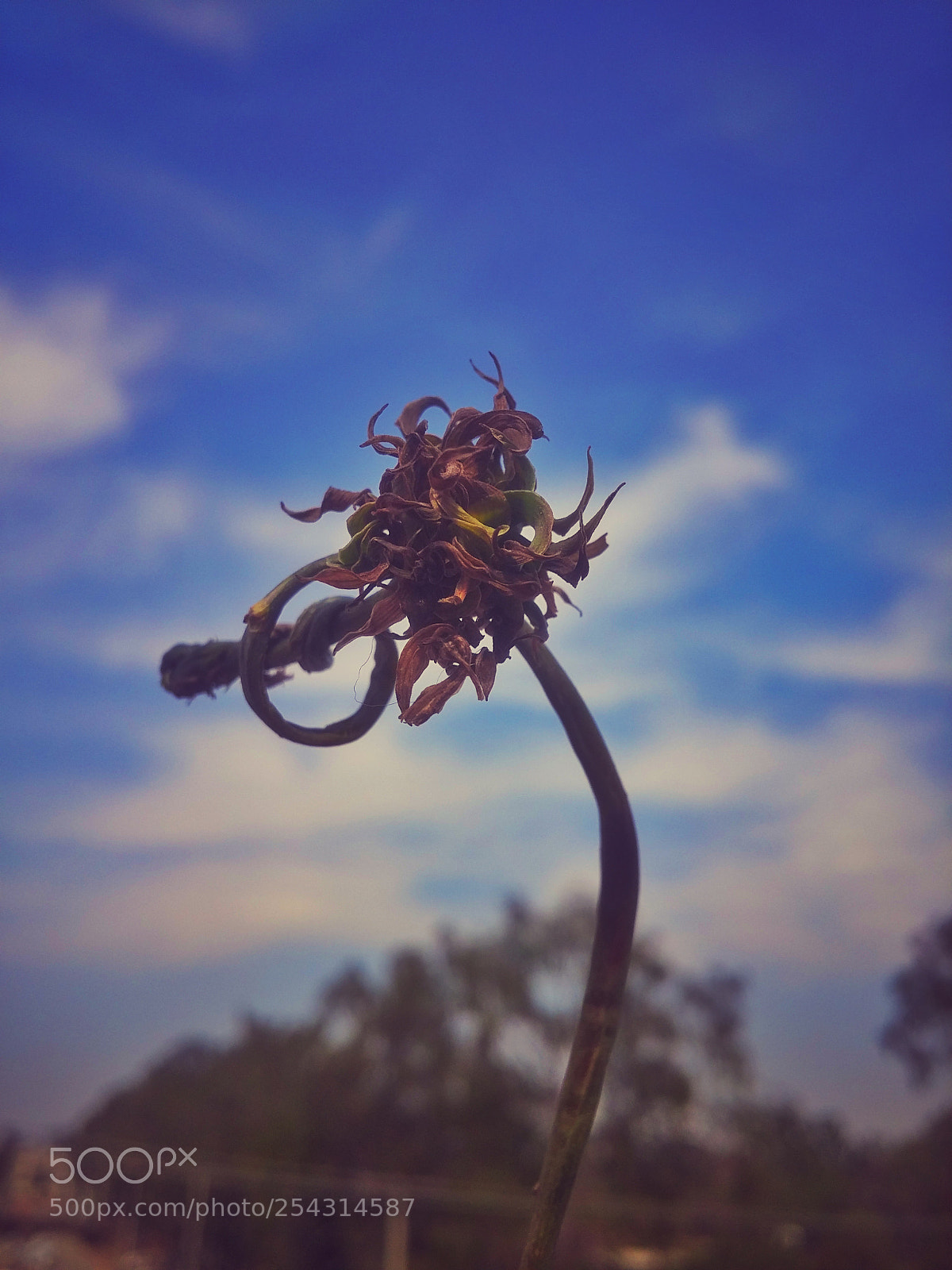 LG G3 sample photo. Dead flower photography