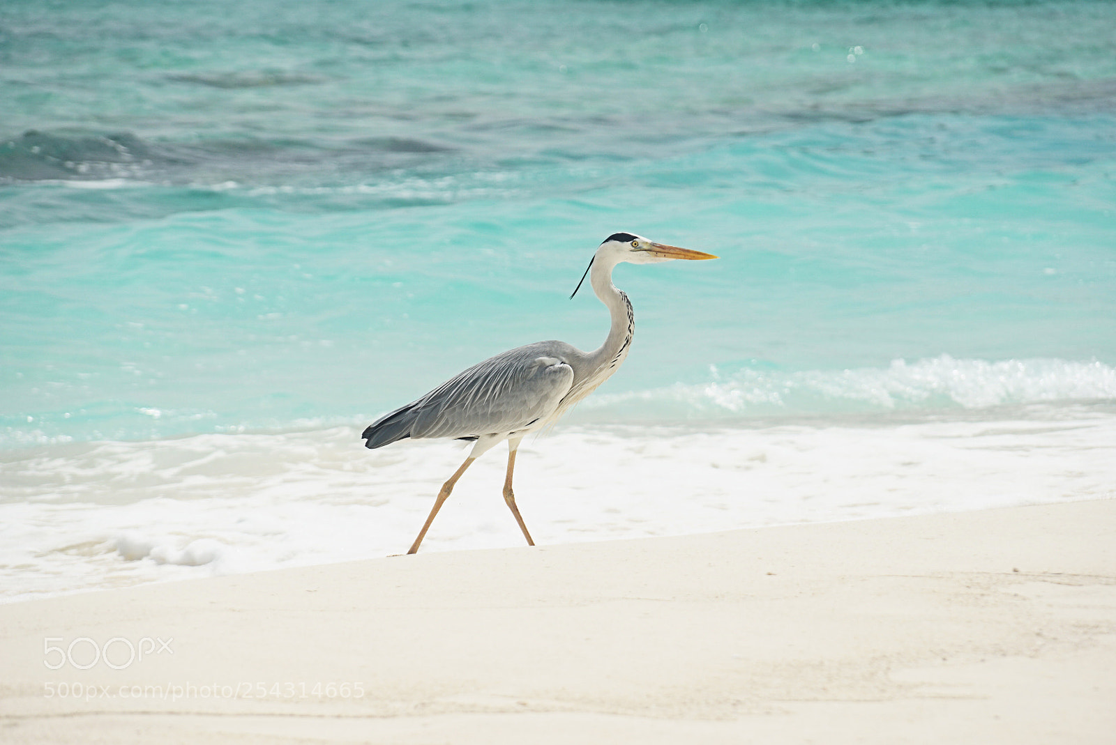 Sony ILCA-77M2 sample photo. Birdie  photography