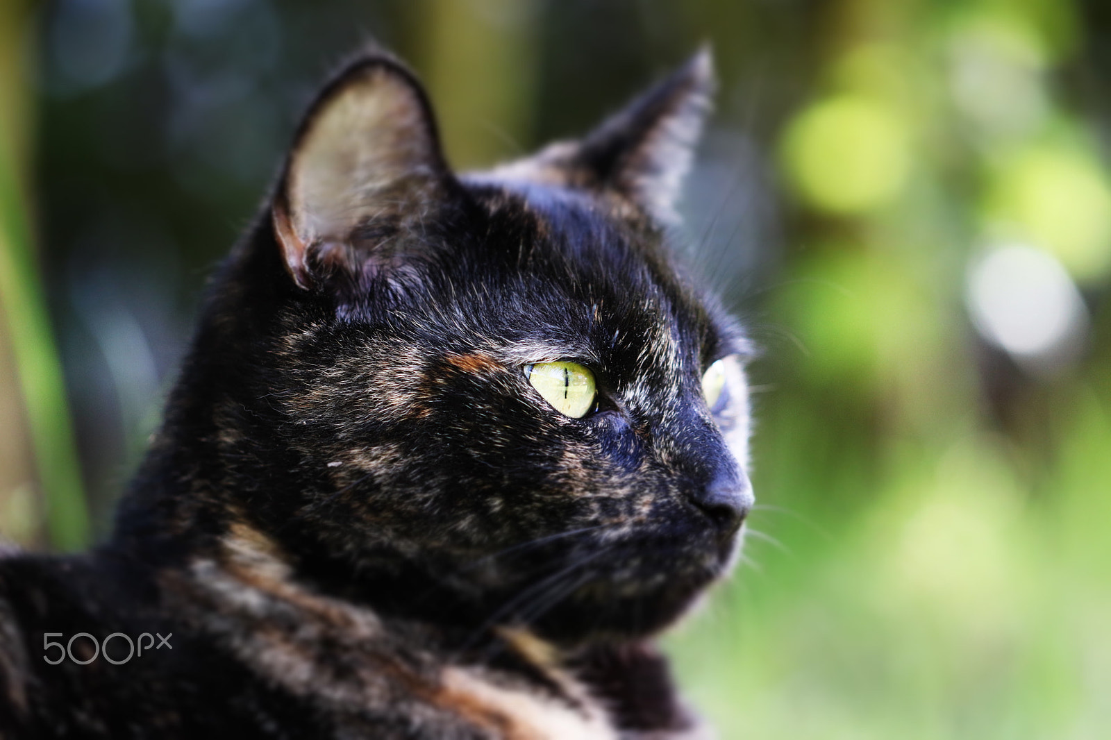 Canon EF 100mm F2.8L Macro IS USM sample photo. Cat i photography